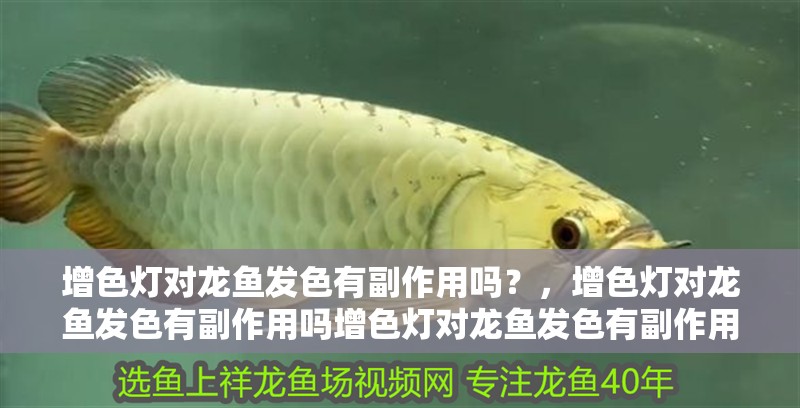 增色燈對龍魚發色有副作用嗎？，增色燈對龍魚發色有副作用嗎增色燈對龍魚發色有副作用嗎