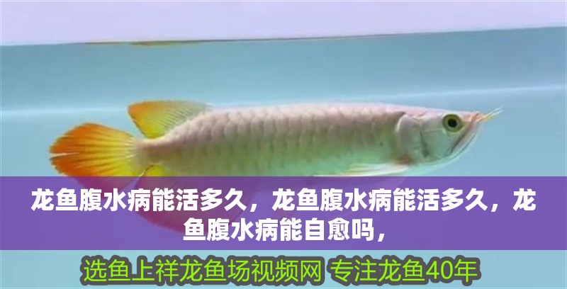 龍魚腹水病能活多久，龍魚腹水病能活多久，龍魚腹水病能自愈嗎，