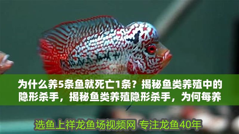 為什么養5條魚就死亡1條？揭秘魚類養殖中的隱形殺手，揭秘魚類養殖隱形殺手，為何每養5條魚就死亡1條？