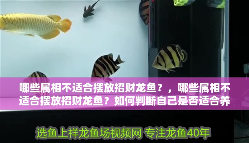 哪些屬相不適合擺放招財龍魚？，哪些屬相不適合擺放招財龍魚？如何判斷自己是否適合養龍魚？