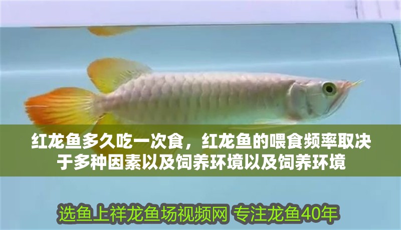 紅龍魚多久吃一次食，紅龍魚的喂食頻率取決于多種因素以及飼養環境以及飼養環境