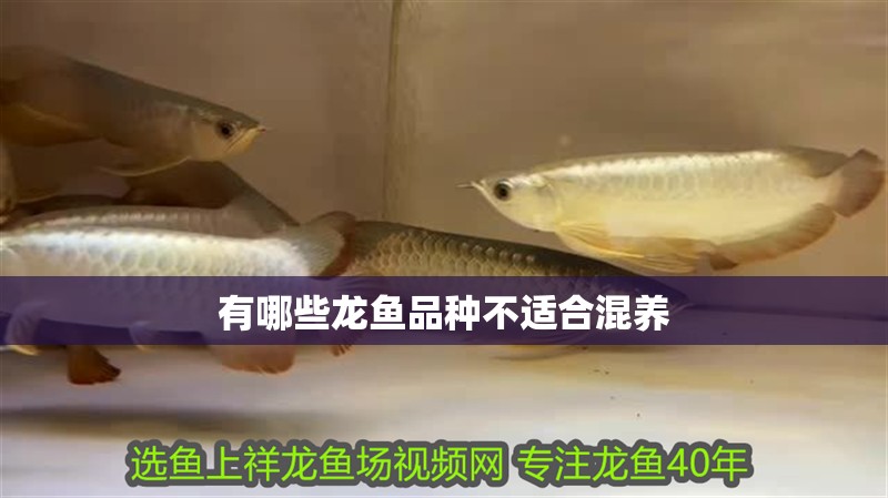 有哪些龍魚品種不適合混養