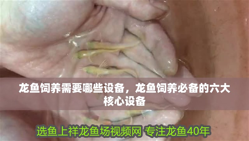 龍魚飼養(yǎng)需要哪些設(shè)備，龍魚飼養(yǎng)必備的六大核心設(shè)備