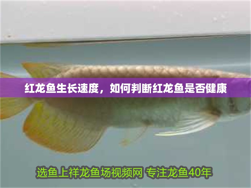 紅龍魚生長速度，如何判斷紅龍魚是否健康
