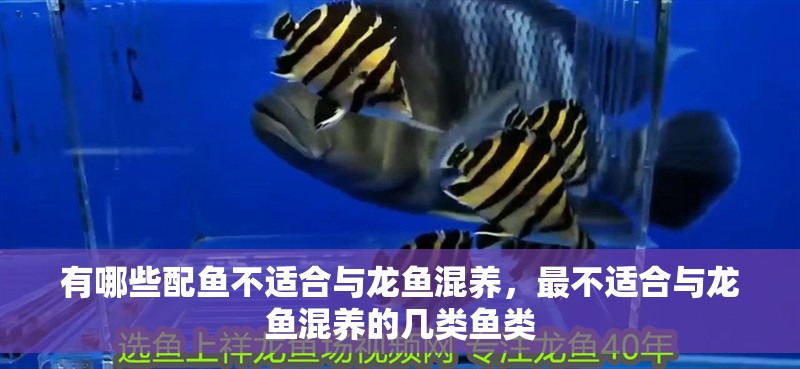 有哪些配魚不適合與龍魚混養，最不適合與龍魚混養的幾類魚類