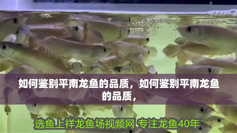 如何鑒別平南龍魚的品質,如何鑒別平南龍魚的品質,