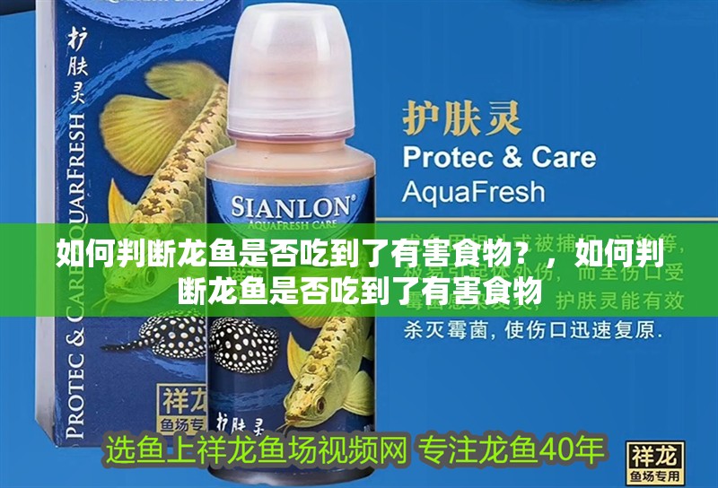 如何判斷龍魚是否吃到了有害食物?,如何判斷龍魚是否吃到了有害食物