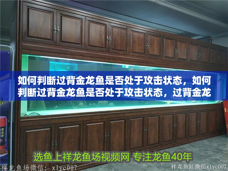 如何判斷過背金龍魚是否處于攻擊狀態，如何判斷過背金龍魚是否處于攻擊狀態，過背金龍魚是否處于攻擊狀態
