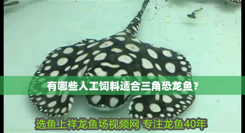 有哪些人工飼料適合三角恐龍魚？