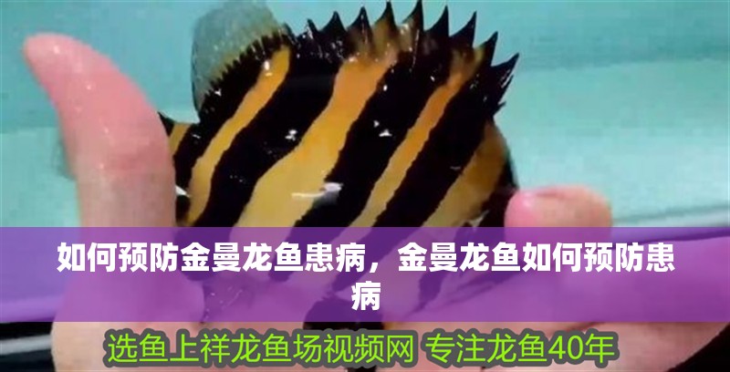 如何預防金曼龍魚患病,金曼龍魚如何預防患病