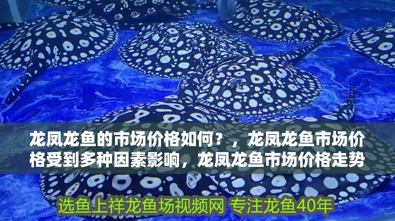 龍鳳龍魚的市場價格如何？，龍鳳龍魚市場價格受到多種因素影響，龍鳳龍魚市場價格走勢如何