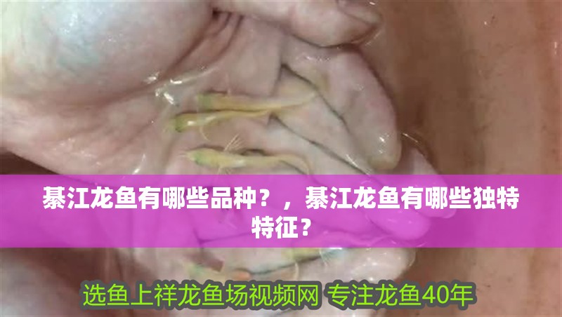 綦江龍魚有哪些品種?,綦江龍魚有哪些獨特特征?