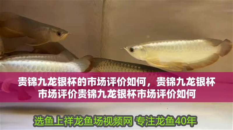 貴錦九龍銀杯的市場評價如何，貴錦九龍銀杯市場評價貴錦九龍銀杯市場評價如何