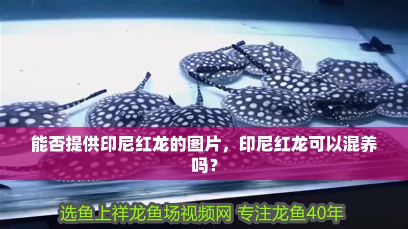 能否提供印尼紅龍的圖片，印尼紅龍可以混養嗎？