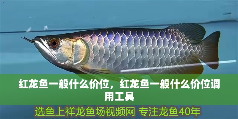 紅龍魚一般什么價位，紅龍魚一般什么價位調用工具