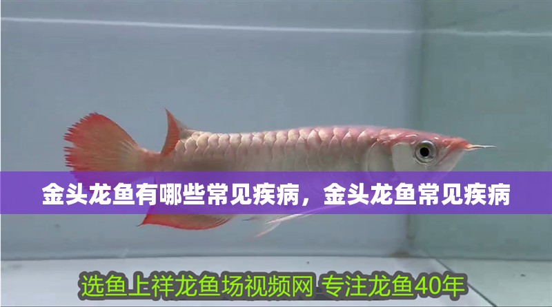 金頭龍魚有哪些常見疾病，金頭龍魚常見疾病