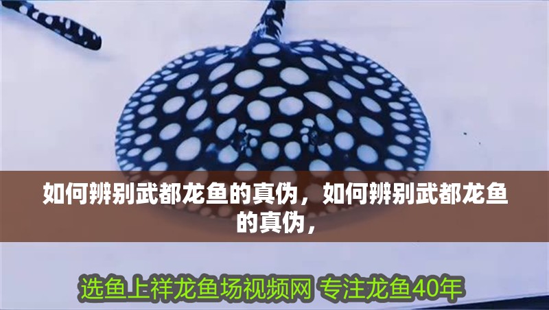 如何辨別武都龍魚的真偽，如何辨別武都龍魚的真偽，