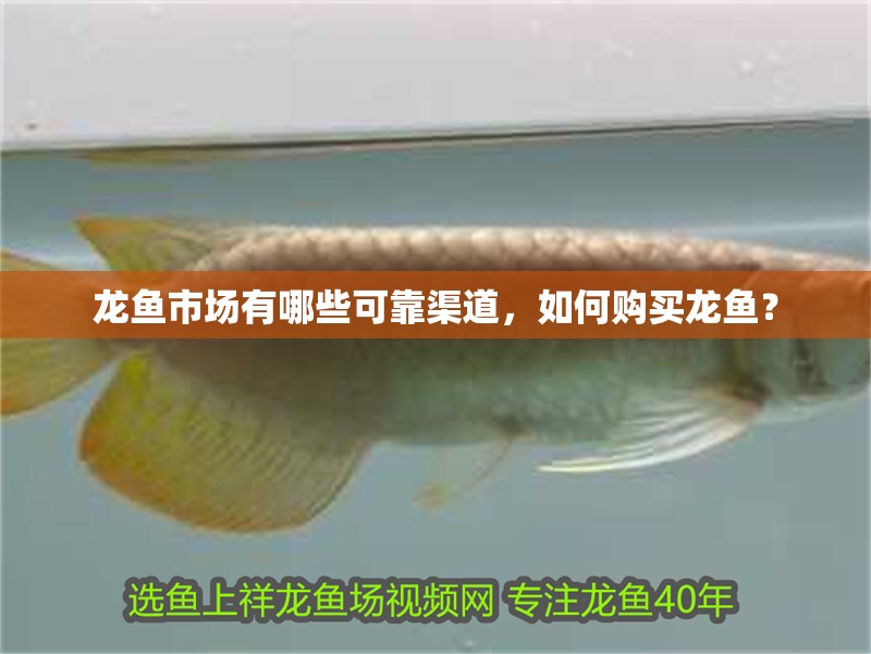 龍魚市場有哪些可靠渠道，如何購買龍魚？