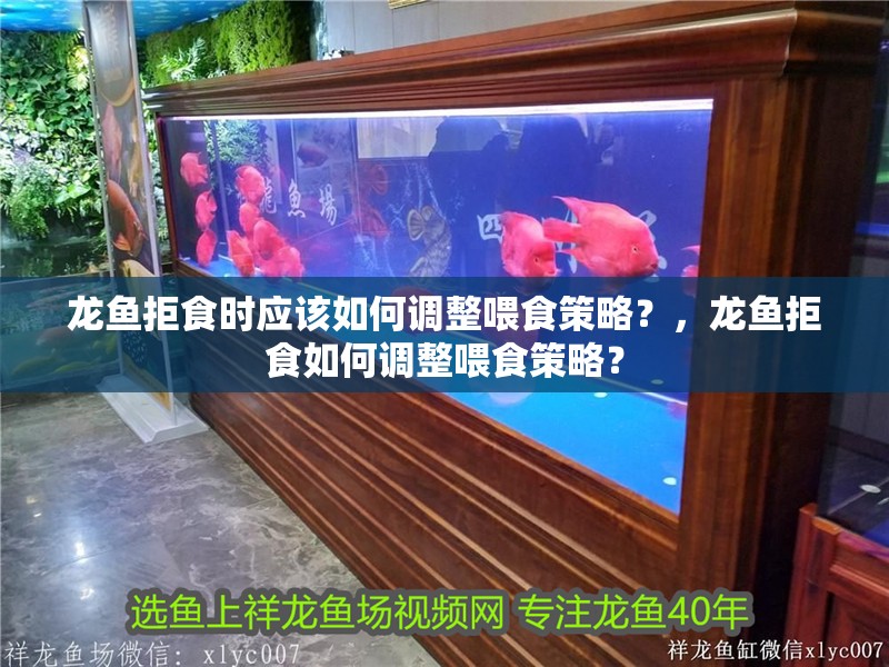 龍魚拒食時應(yīng)該如何調(diào)整喂食策略？，龍魚拒食如何調(diào)整喂食策略？