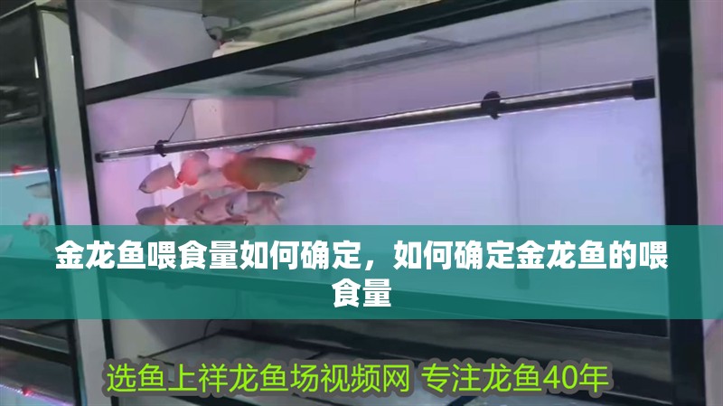 金龍魚喂食量如何確定，如何確定金龍魚的喂食量