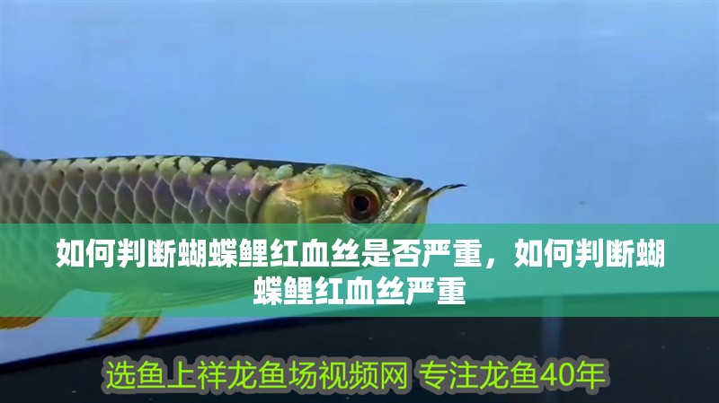 如何判斷蝴蝶鯉紅血絲是否嚴重，如何判斷蝴蝶鯉紅血絲嚴重