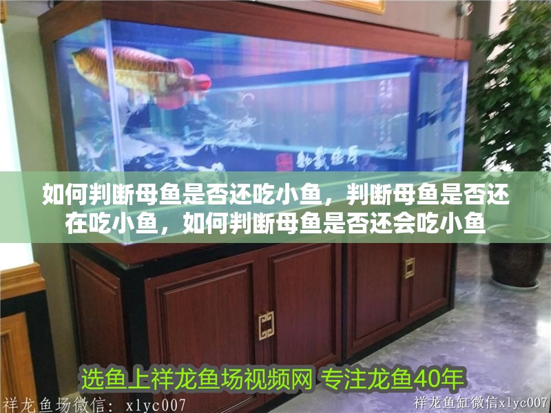 如何判斷母魚是否還吃小魚，判斷母魚是否還在吃小魚，如何判斷母魚是否還會吃小魚