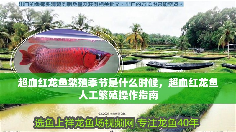 超血紅龍魚繁殖季節是什么時候，超血紅龍魚人工繁殖操作指南