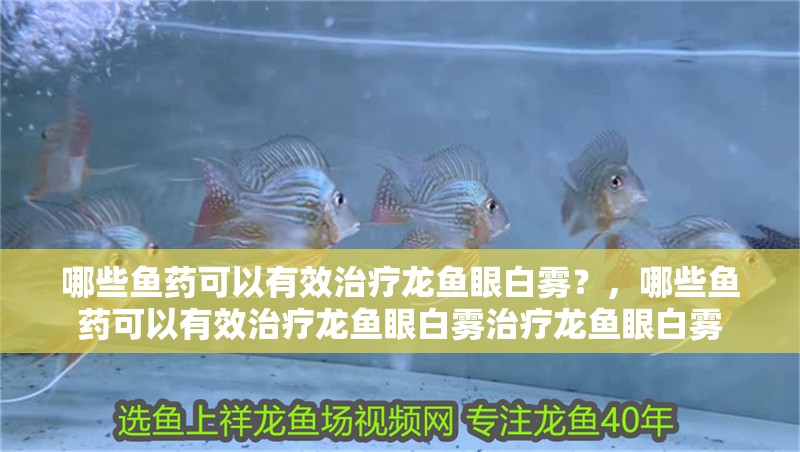 哪些魚藥可以有效治療龍魚眼白霧?,哪些魚藥可以有效治療龍魚眼白霧治療龍魚眼白霧