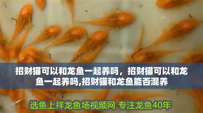 招財貓可以和龍魚一起養嗎,招財貓可以和龍魚一起養嗎,招財貓和龍魚能否混養