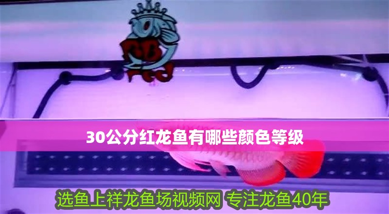 30公分紅龍魚有哪些顏色等級
