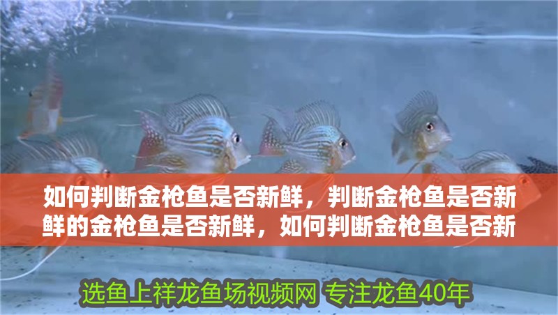 如何判斷金槍魚是否新鮮，判斷金槍魚是否新鮮的金槍魚是否新鮮，如何判斷金槍魚是否新鮮