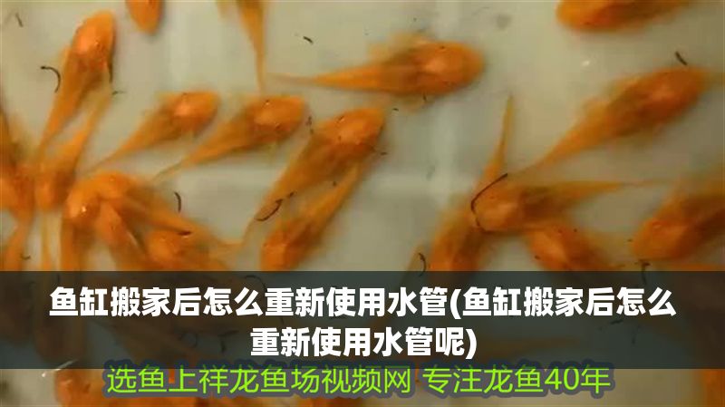 魚缸搬家后怎么重新使用水管(魚缸搬家后怎么重新使用水管呢)