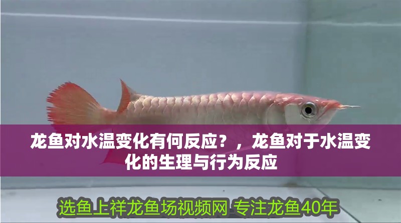 龍魚對水溫變化有何反應(yīng)？，龍魚對于水溫變化的生理與行為反應(yīng)