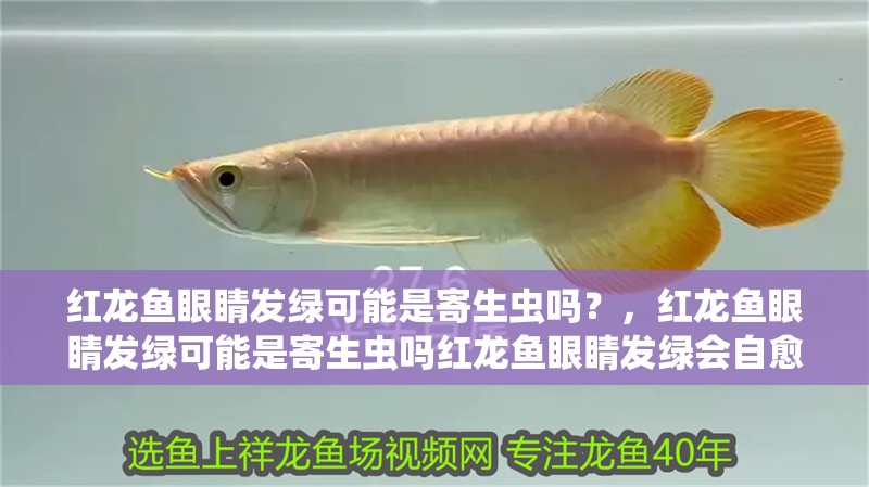 紅龍魚眼睛發(fā)綠可能是寄生蟲嗎？，紅龍魚眼睛發(fā)綠可能是寄生蟲嗎紅龍魚眼睛發(fā)綠會自愈嗎