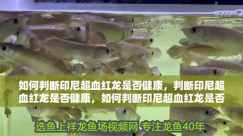 如何判斷印尼超血紅龍是否健康，判斷印尼超血紅龍是否健康，如何判斷印尼超血紅龍是否健康
