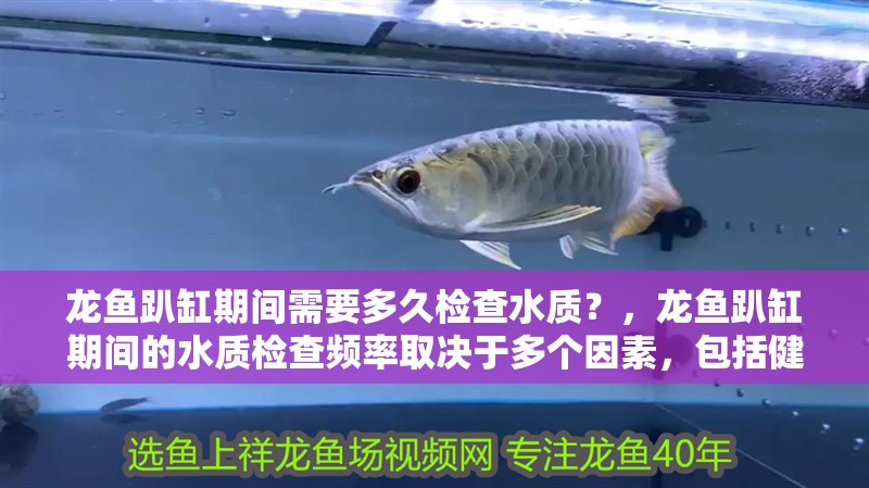龍魚趴缸期間需要多久檢查水質？，龍魚趴缸期間的水質檢查頻率取決于多個因素，包括健康狀況以及缸內環境