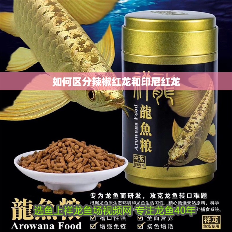 如何區(qū)分辣椒紅龍和印尼紅龍