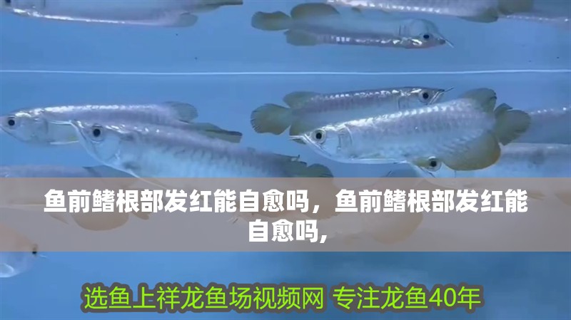 魚前鰭根部發紅能自愈嗎，魚前鰭根部發紅能自愈嗎,