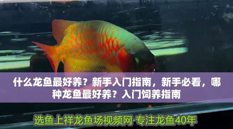 什么龍魚最好養？新手入門指南，新手必看，哪種龍魚最好養？入門飼養指南