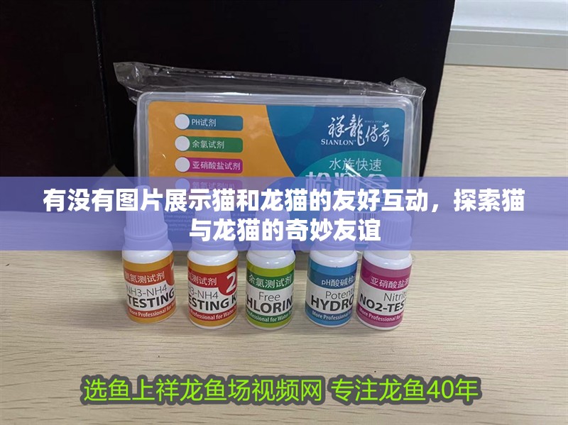 有沒有圖片展示貓和龍貓的友好互動，探索貓與龍貓的奇妙友誼