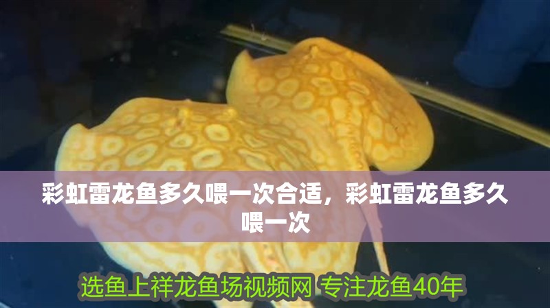 彩虹雷龍魚多久喂一次合適，彩虹雷龍魚多久喂一次