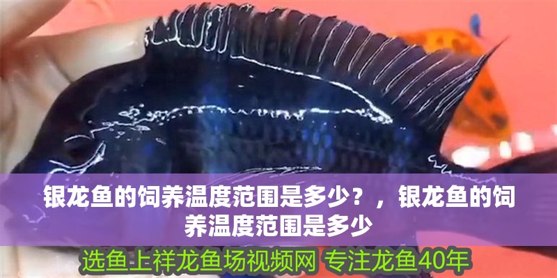 銀龍魚(yú)的飼養(yǎng)溫度范圍是多少?,銀龍魚(yú)的飼養(yǎng)溫度范圍是多少