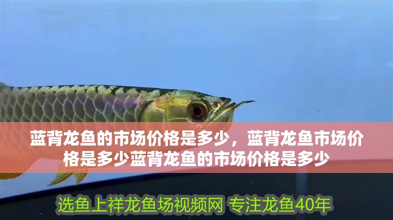 藍背龍魚的市場價格是多少，藍背龍魚市場價格是多少藍背龍魚的市場價格是多少