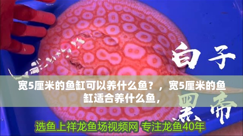 寬5厘米的魚缸可以養(yǎng)什么魚？，寬5厘米的魚缸適合養(yǎng)什么魚，