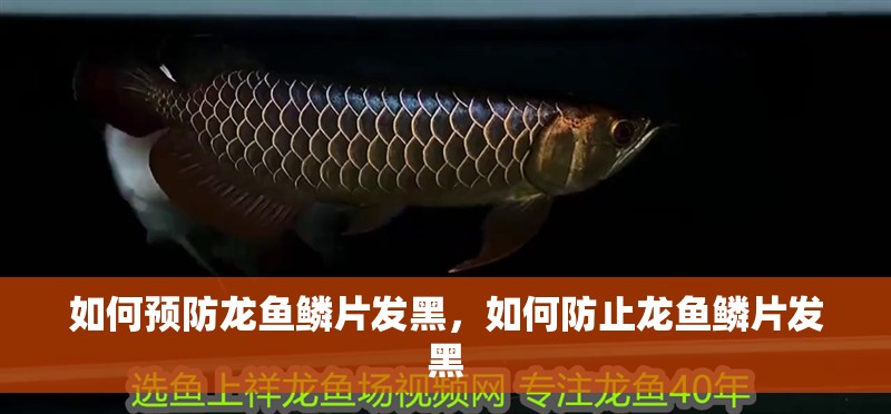 如何預防龍魚鱗片發黑，如何防止龍魚鱗片發黑