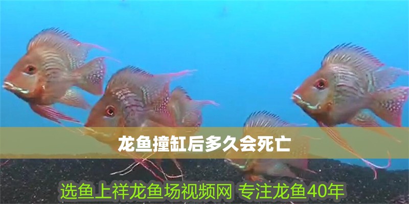 龍魚撞缸后多久會(huì)死亡