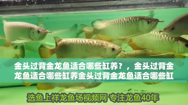 金頭過背金龍魚適合哪些缸養？，金頭過背金龍魚適合哪些缸養金頭過背金龍魚適合哪些缸養
