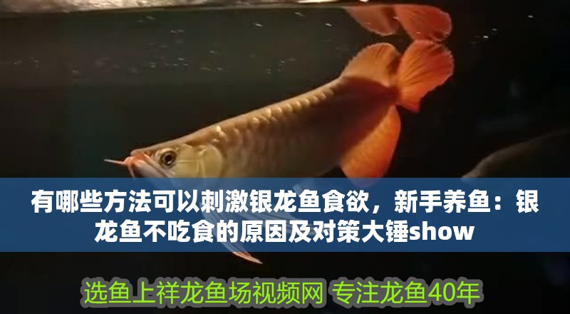 有哪些方法可以刺激銀龍魚食欲，新手養魚：銀龍魚不吃食的原因及對策大錘show