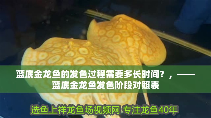 藍底金龍魚的發色過程需要多長時間？，——藍底金龍魚發色階段對照表
