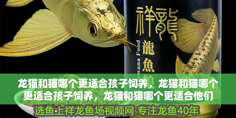 龍貓和貓哪個(gè)更適合孩子飼養(yǎng)，龍貓和貓哪個(gè)更適合孩子飼養(yǎng)，龍貓和貓哪個(gè)更適合他們